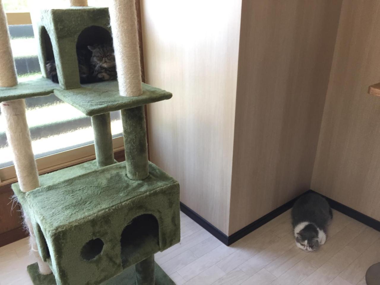 Cat Cafe & Stay Cultus'S Home Otaru Zewnętrze zdjęcie